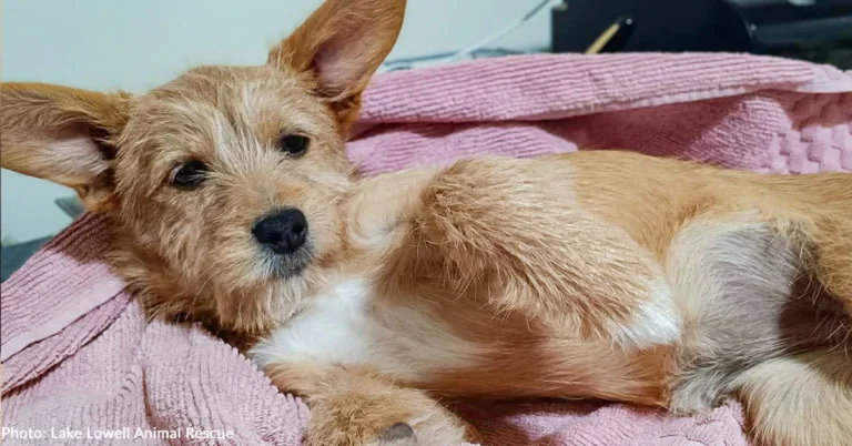 Puppies Battling Deadly Parvovirus Need Your Support | The Animal Rescue Site