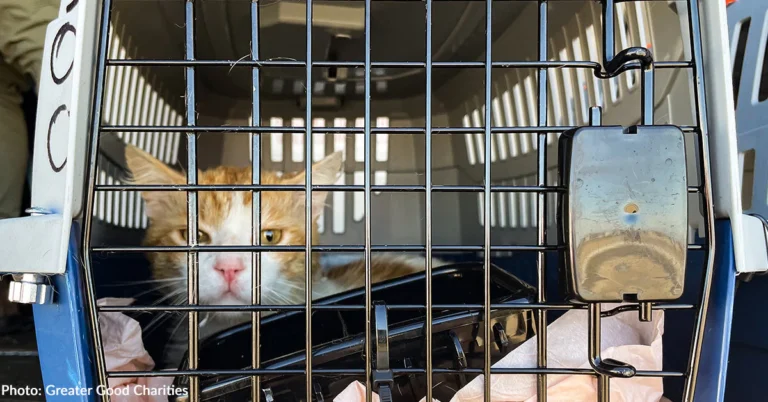 Cats and Dogs Rescued from Overcrowded Shelters in LA County Safely Land in Pacific Northwest
