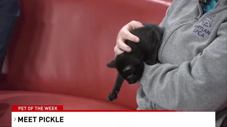 Pet of the Week: Meet Pickle – WBFF