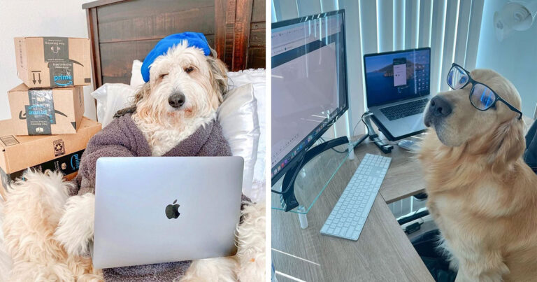 This Page Shared 59 Funny Pics Of Dogs Who Somehow Became The Cutest Remote Workers Ever