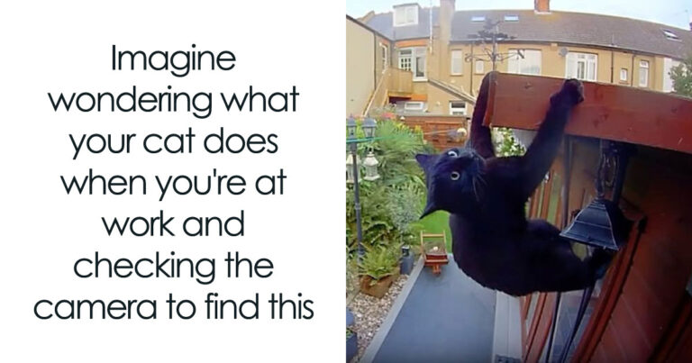 This Page Shared 50 Funny Memes For Your Daily Dose Of Cute Animal Content – Bored Panda