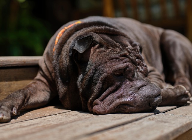 Unique Shar-Pei Mix Obsessed With Pacifiers Looks Like the Fluffiest Mini Hippo