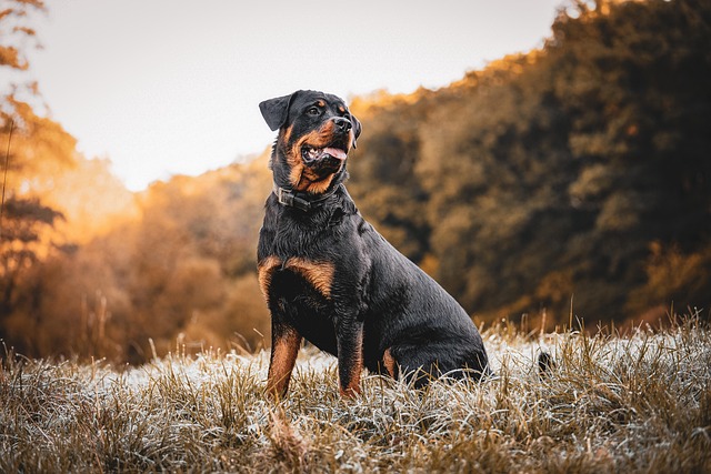 Rottweiler Meets His Rottie Twin and Instantly Becomes Besties - Parade Pets