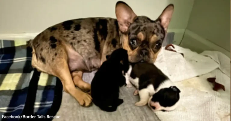 Grieving Mama Dog Becomes Foster Mom to Orphaned Puppies | The Animal Rescue Site