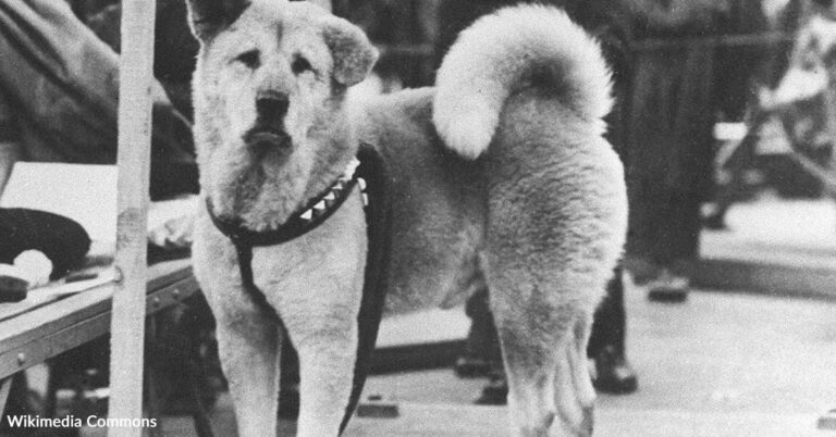 Loyal Hachikō Waited At Train Station Every Day For Owner Who Never Returned