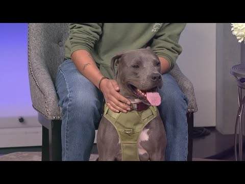 Playful, loveable Axel wants to leap into your life – YouTube