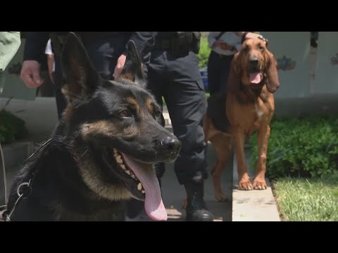 Study finds that dogs may have an impact on the air quality of your home – YouTube