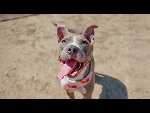 Meet Penny: This sweet rescue loves people, goofy hats and is ready for a fresh start | Forgotten Fr