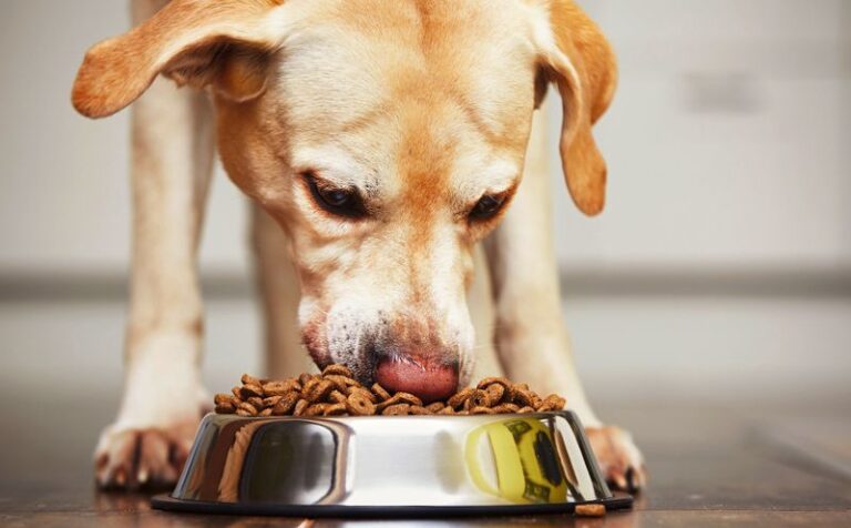 RCL comes clean on pet food recall after stolen stock reaches retail shelves – Daily Maverick