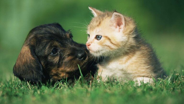 Mass. lawmakers push PETS Act to ban pet store sales of dogs, cats – WCVB