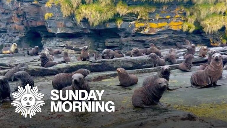 Nature: Fur seal pups on South Georgia Island – YouTube