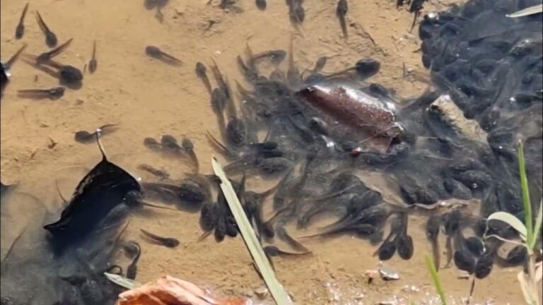 zapaburu txikiak – YouTube