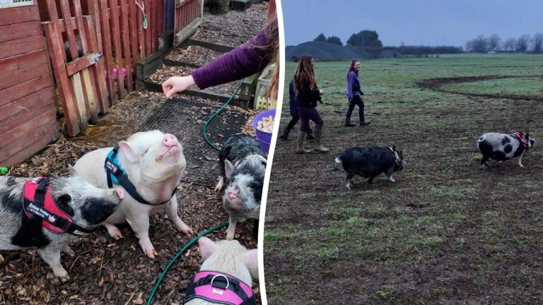 Animal lover creates ultimate therapy escape – walking with pigs | SWNS – YouTube