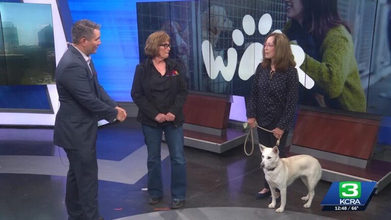 Wilton Animal Rescue hosts a crab feed to help save more dogs – YouTube