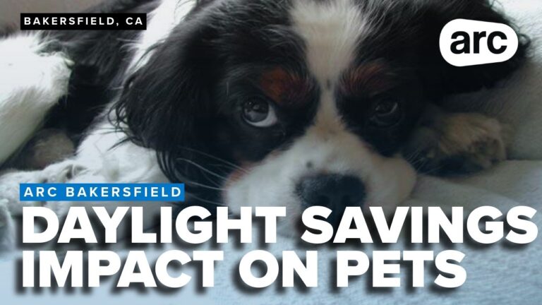 Daylight Saving Time impacts pets: How animals react to the time change – YouTube