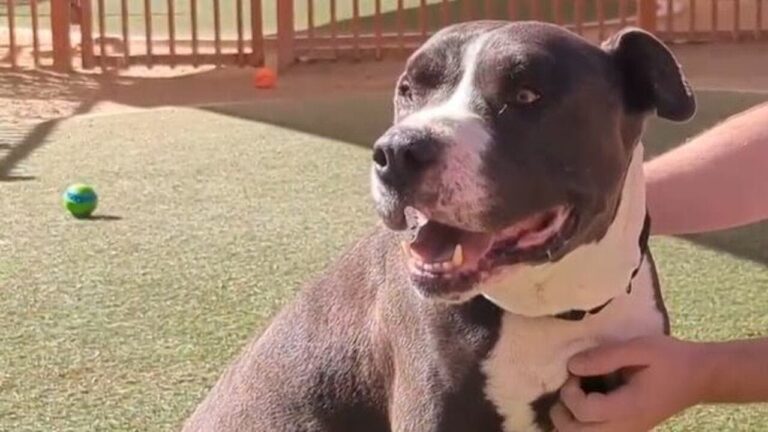 Pet Pals – Take Home Spaghetti – YouTube