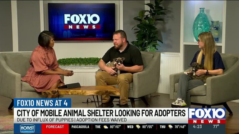 City of Mobile Animal Shelter seeks adopters for animals in need – YouTube