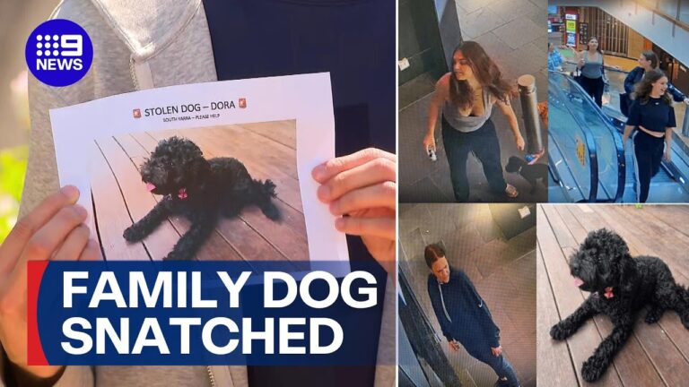 Dad pleads for return of four-year-old’s stolen puppy | 9 News Australia – YouTube
