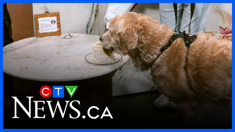 Tasty treats for dogs – YouTube