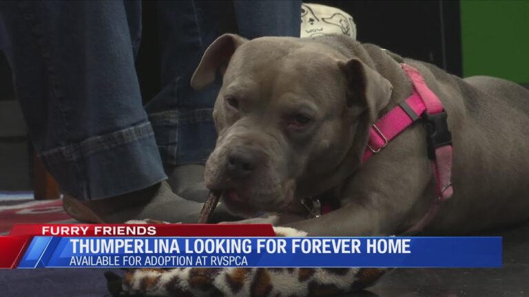 Furry Friends: Meet Thumperlina! – YouTube