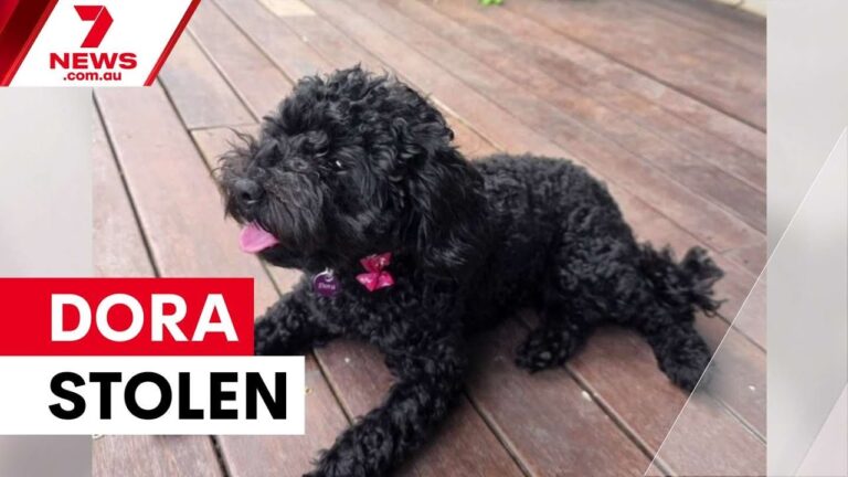 Puppy stolen from South Yarra supermarket | 7NEWS – YouTube