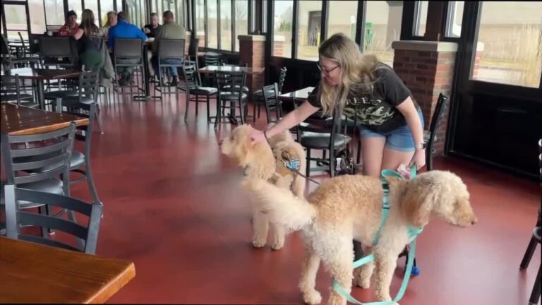 Maverick’s in Canton offers wide array of delicious food, dog-friendly indoor patio – YouTube