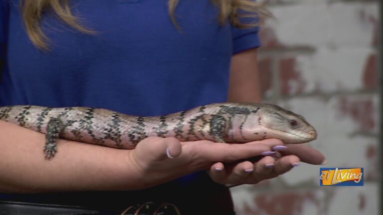 Meet Banjo: The Blue-Tongued Skink at Miller Park Zoo – YouTube