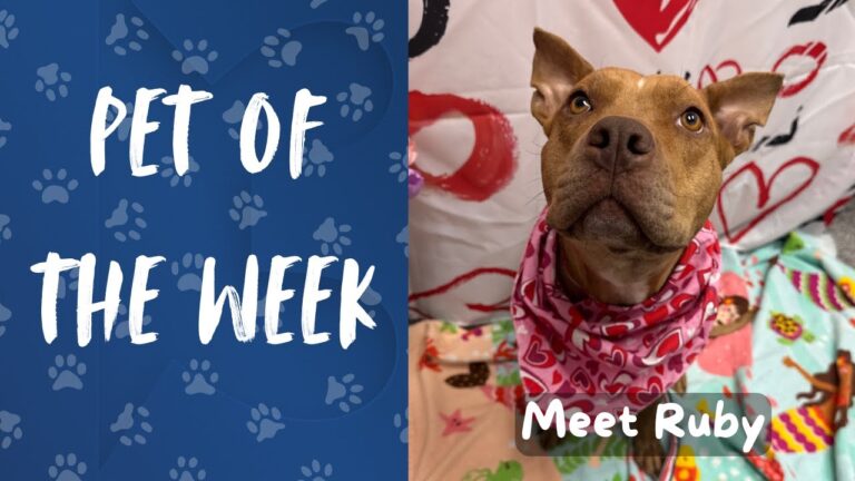 Pet of the Week: Meet Ruby! – YouTube