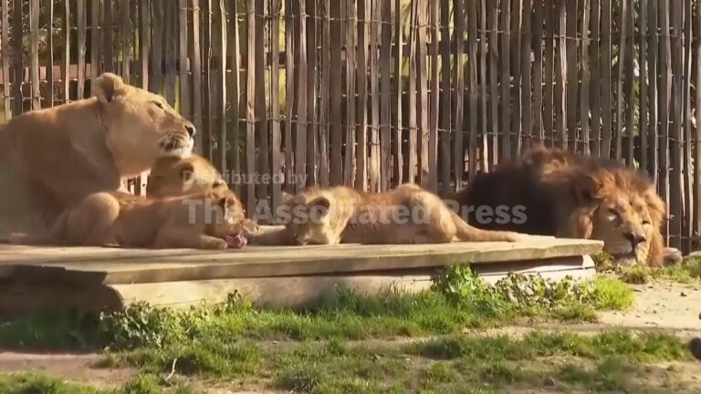 Three newborn lion cubs unveiled at German zoo – YouTube