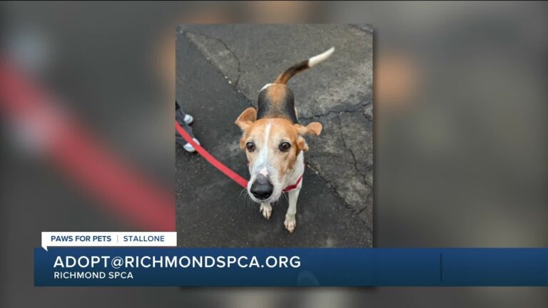 Paws for Pets: Stallone, a real sweetheart seeking a loving family – YouTube