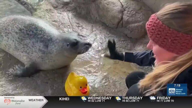 What’s Trending: Viral Seal – YouTube