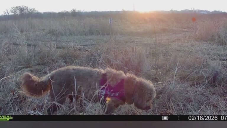 Drone technology helps reunite family with missing labradoodle – YouTube