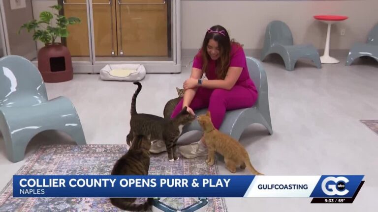 Purr & Play opens in Collier County – YouTube