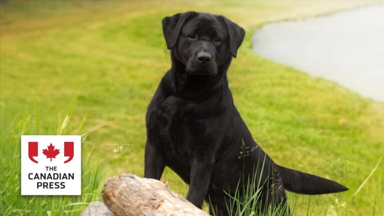 Labrador retriever continues run as top dog breed – YouTube