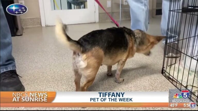 Pet Talk: Tiffany – YouTube
