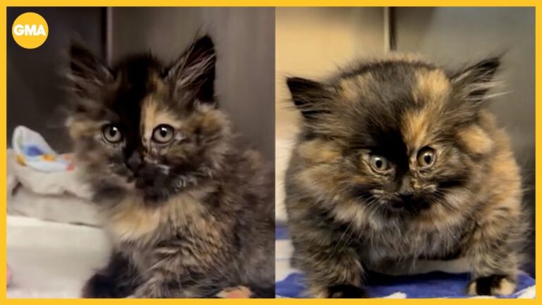 Shelter rescues kitten who appeared inflated like a balloon – YouTube