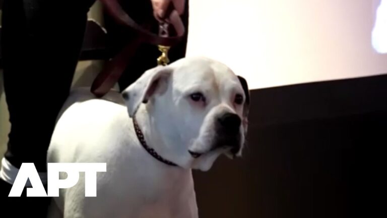 Dixie Wins ‘Best in World’ as Fido Awards Honour Top Movie Dogs | APT – YouTube