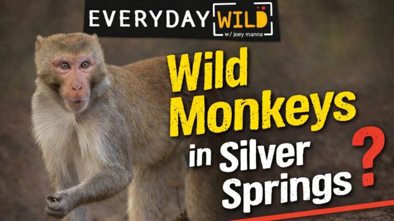 Monkey Business at Silver Springs: The Search for Florida’s Wild Macaques – YouTube