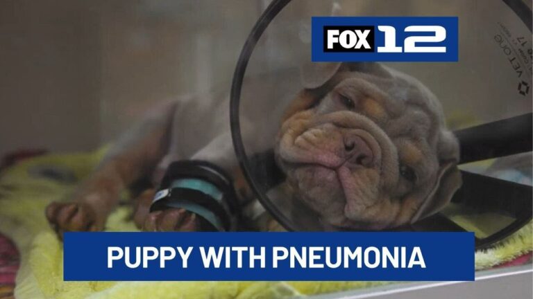 Portland puppy survives pneumonia after emergency hospital stay – YouTube