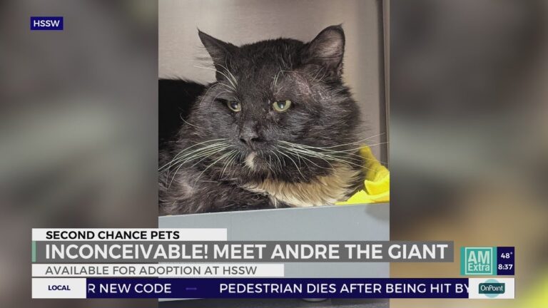Second Chance Pets: Meet Andre The Giant! – YouTube