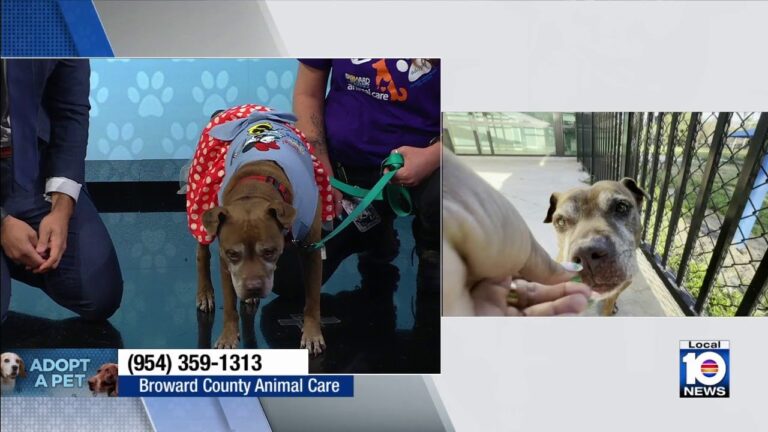 Broward County Animal Care seeks “furever” home for Paris, other furry friends – YouTube