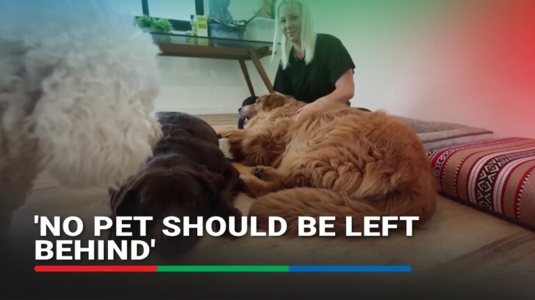 Dubai community rallies to help pets left behind by fleeing owners | ABS-CBN News