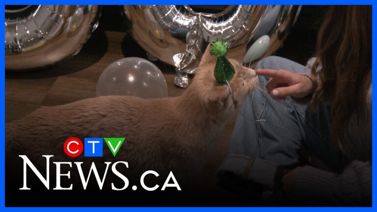 500 adoptions and counting – YouTube