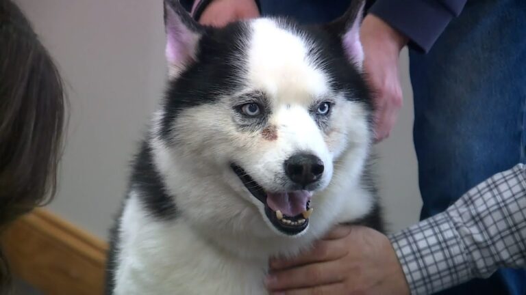 Meet Bentley, our Adoptable Pet of the Week – YouTube