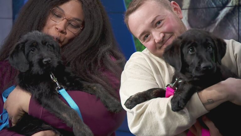 Adopt-A-Pet: South Suburban Humane Society – YouTube