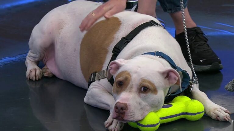 Pet of the week: Joey, an American pit bull terrier mix | NBC 7 San Diego – YouTube