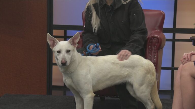 Friday Pets: Velvet – YouTube