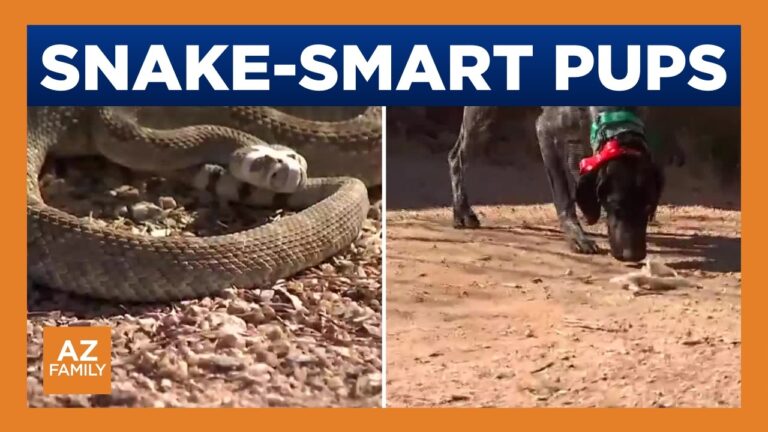 Cave Creek trainer teaches dogs to stay away from snakes – YouTube
