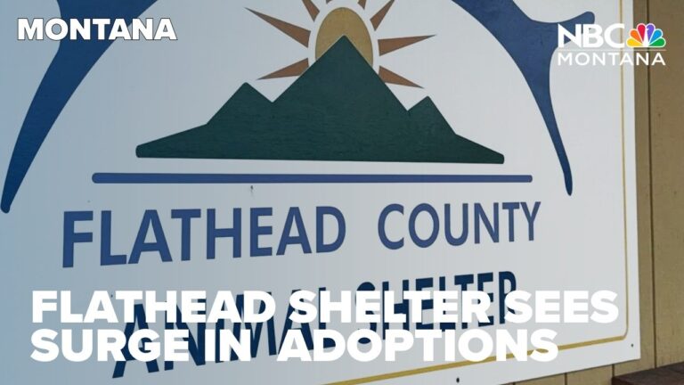 Flathead Co. Animal Shelter sees record high in dogs for adoption – YouTube