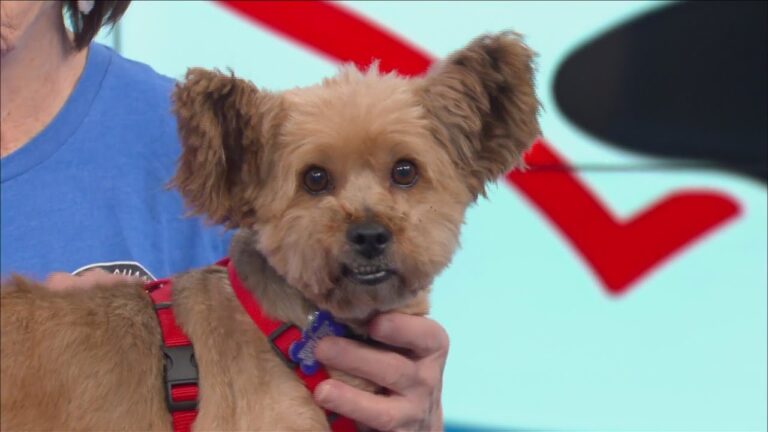 Furry Friends Friday – Meet Mocha – YouTube